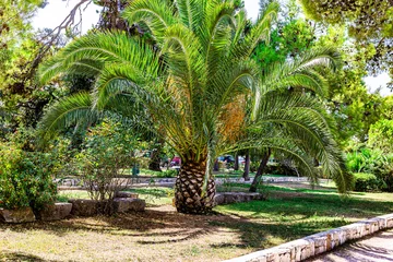 Tuinposter Date palm trees sunny day in Trogir Croatia © Baber