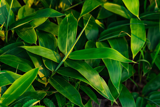 leaves of young broad-leaf sasa bamboo