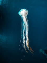 jellyfish in aquarium