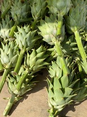 Obraz premium Artichokes