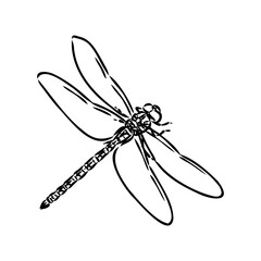 dragonfly black and white sketch with delicate wings vector illustration black and white sketch