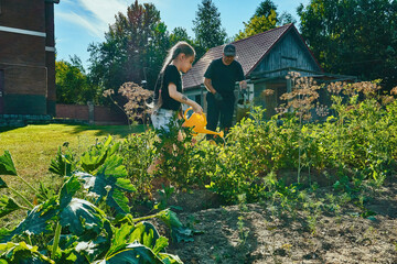 Granddaughter and grandfather water the beds in the garden. Girl child helps to water vegetables and plants in the garden, farming © Алексей Максимов