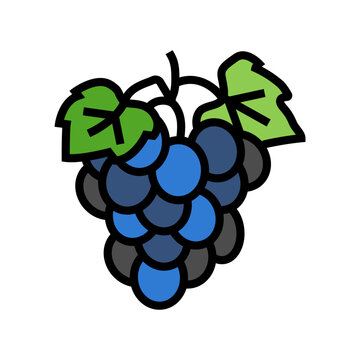 blue grape wine color icon vector. blue grape wine sign. isolated symbol illustration