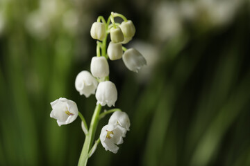 Fototapeta na wymiar Beautiful lily of the valley on blurred background, closeup. Space for text