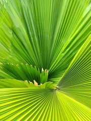 Close up of saribus rotundifolius, also known as the footstool palm, common fan palm found in southeast Asia