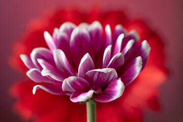 White tipped petals on a single pink flower with the halo of a red flower behind