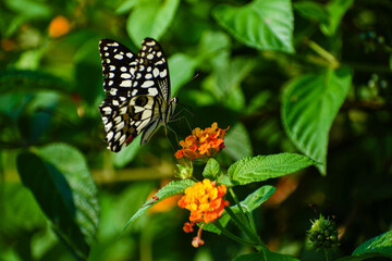 Beautiful black and white dotted butterfly on flower