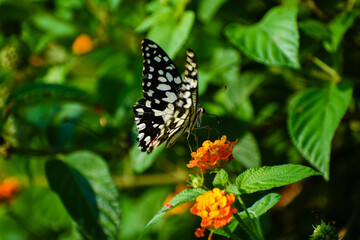 Beautiful black and white dotted butterfly on flower