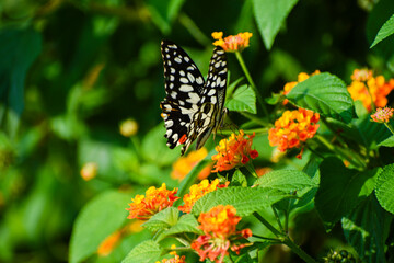 Beautiful black and white dotted butterfly on flower