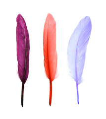 Set with different beautiful color feathers on white background