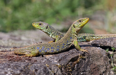Couple of ocellated lizards (Timon lepidus) standing on a rock. Male and female reptiles mating. Beautiful and colorful green and