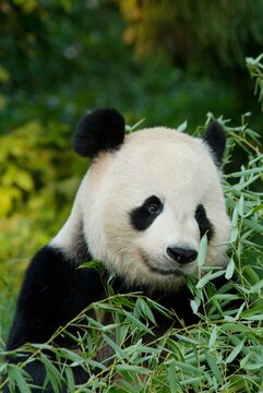 Giant Panda Closeup