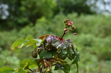 red and green flower