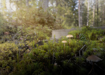 morning in the forest