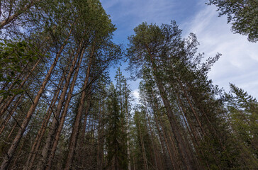 trees and sky