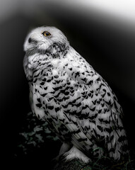 snowy owl on a branch