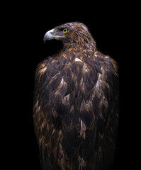 portrait of a eagle