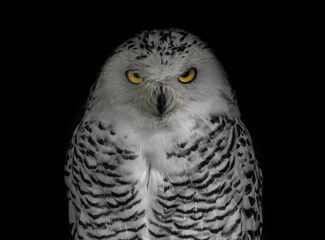 great horned owl