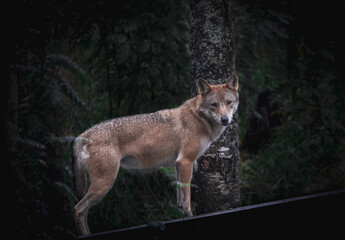 wolf in the forest