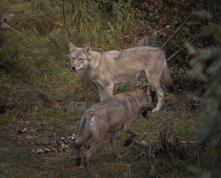 black backed wolf