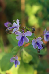 Clerodendrum myricoides 'Ugandense' in bloom. Rotheca myricoides. Plant with blue flowers in shape of a butterfly