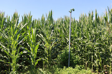 Agricultural irrigation system in a green corn field against blue sky in the northern italian countryside