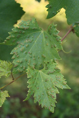 Eriophyes vitis. Grape erineum mite or blister mite, is a mite species in the genus Eriophyes infecting grape leaves. Disease on Vitis vinifera 