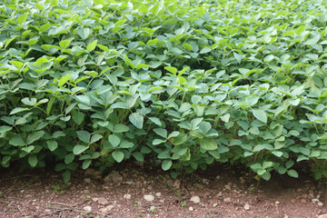 Green soybean field on late summer. Glycine max