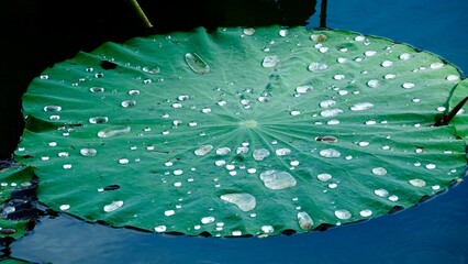 Lotus, Seerose Blüte und Blätter