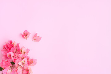 Fototapeta na wymiar Decorative pink bougainvillea flowers on pink background