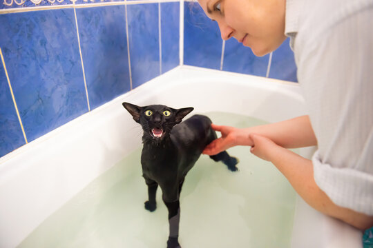 Woman and black cat in water taking bath. Black oriental cat