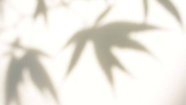 Shadow Sunlight Branches Marijuana Leaves Blur White Background Motion Video