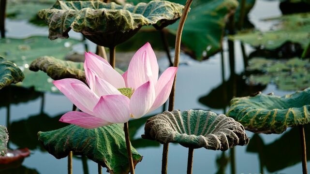 Lotus, Seerose Blüte und Blätter