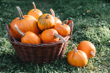 Different kind of pumpkins in garden basket. Halloween and thanksgiving holiday and autumn harvest background