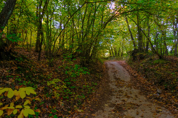 footpath in autumn forest with sunlight. Natural background. Autumn nature. Travel, way, hiking, trekking concept