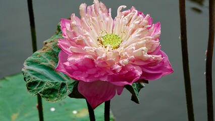 Lotus, Seerose Blüte und Blätter