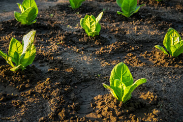 a young tobacco bush grows on a tobacco farm