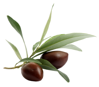 Fresh olive tree branch with olives