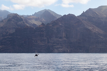 Obraz premium Scenic view on jumping bottlenose dolphins sticking out of water near cliff Los Gigantes, Santiago del Teide, west coast Tenerife, Canary Islands, Spain, Europe. Mammals swimming in Atlantic Ocean