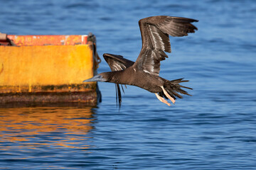 Brown Booby in flight