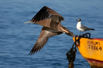 Brown Booby in flight
