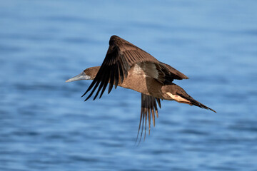 Brown Booby in flight
