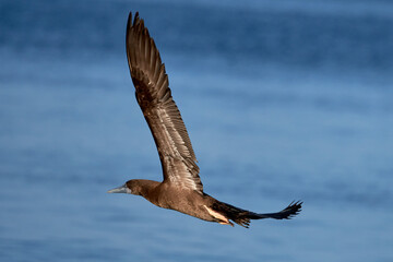 Brown Booby in flight