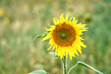 Sunflower shown individually on a sunflower field. Round yellow flower. Sunflower