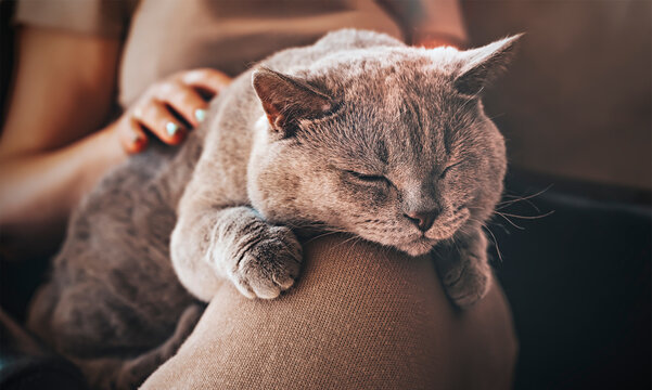 A cute gray Scottish straight-eared cat sleeps on his owner's lap. The owner caresses his cat. Caring for pets. Love and friendship of people and animals. Very happy gray cat.