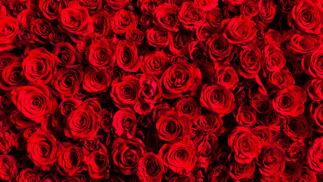 敷き詰められた美しい赤いバラの画像