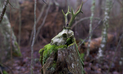 Wild goat skull on top of a stump in the forest