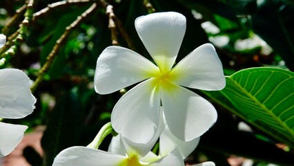 Obraz na płótnie Canvas Frangipni, tropische Blüten am Baum
