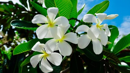 Obraz premium Frangipni, tropische Blüten am Baum