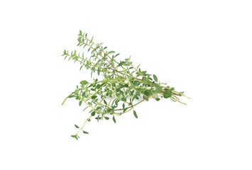 Thyme herb isolated on a white background.